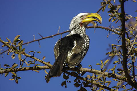 Désert du Kalahari