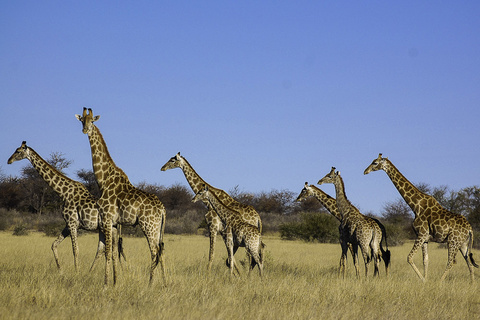 Hwange National Park