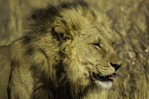 South Luangwa