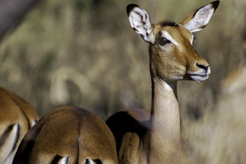 Parc national de Kafue