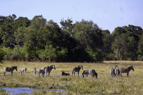 Johannesburg - Maun - Moremi - Delta de l'Okavango