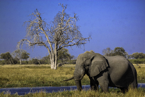 Johannesburg - Maun - Moremi - Delta de l'Okavango
