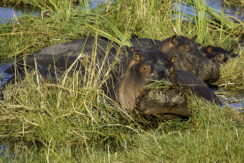 Johannesburg - Maun - Delta de l'Okavango