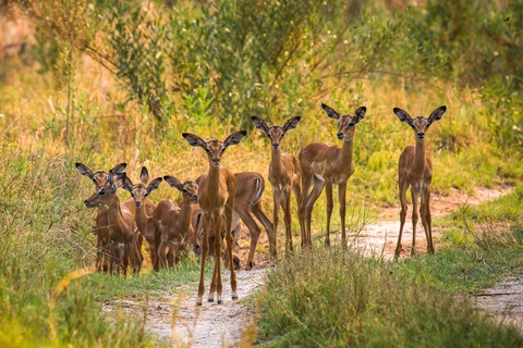 Johannesburg - Maun -  Réserve de Moremi