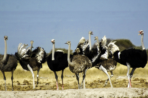 Désert du Kalahari