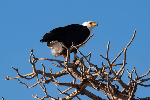 Kalahari - Delta de l'Okavango