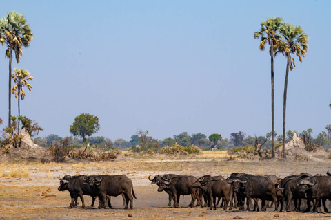 Johannesburg - Maun - Delta de l'Okavango