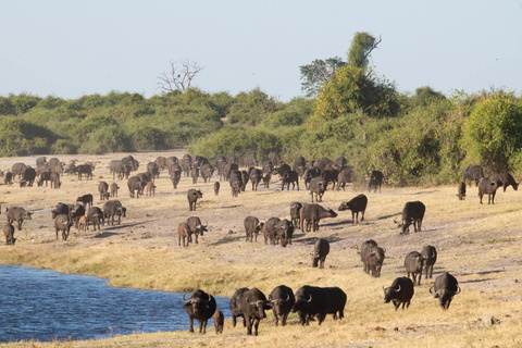 Parc National de Chobe