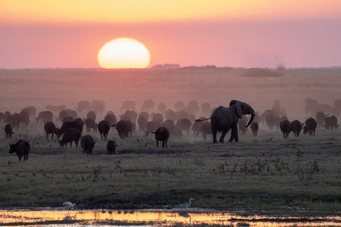 Delta de l'Okavango - Moremi
