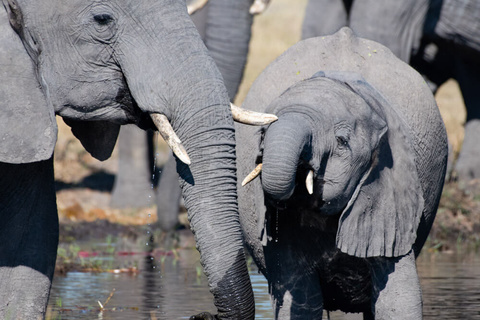 Kalahari - Delta de l'Okavango