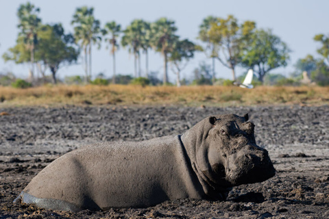 Delta de l'Okavango