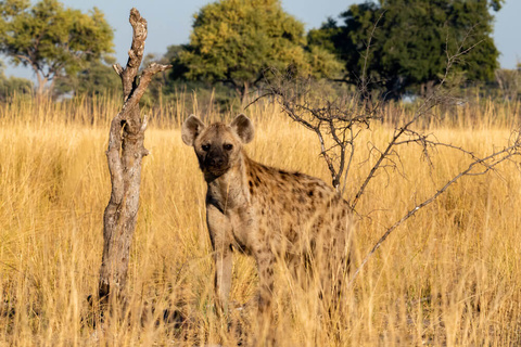 Delta de l'Okavango