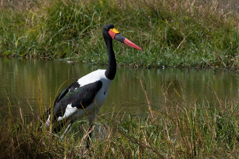 Delta de l'Okavango