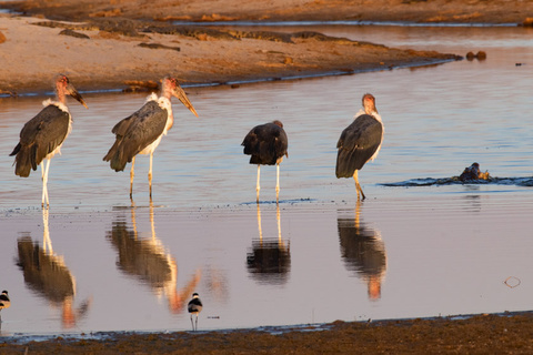 Delta de l'Okavango