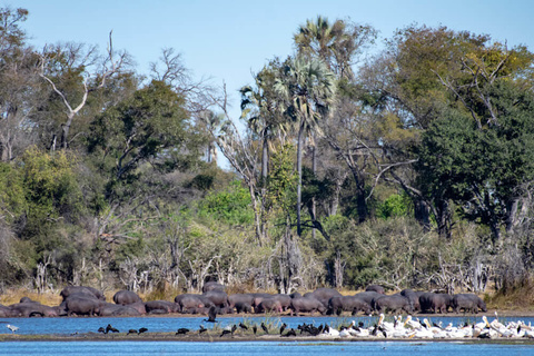 Delta de l'Okavango