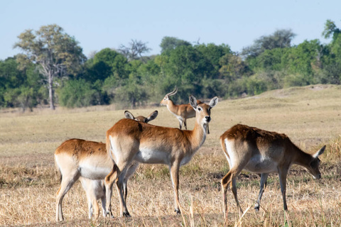 Kalahari - Okavango