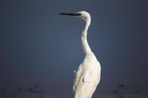 Delta de l'Okavango