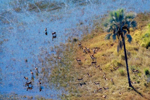 Moremi - Delta de l'Okavango