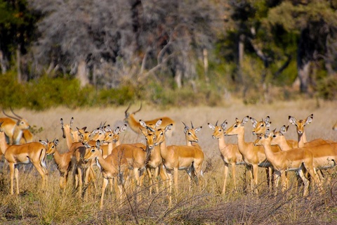 Kalahari - Okavango