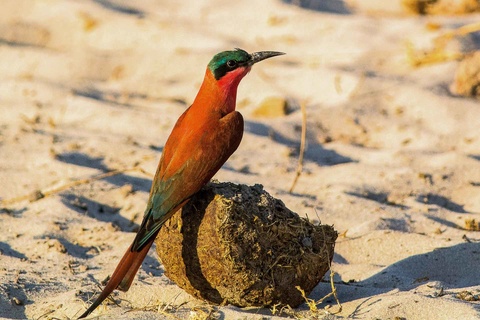 Kalahari - Okavango