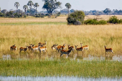 Delta de l'Okavango