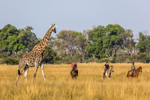 5 à 6h de safari