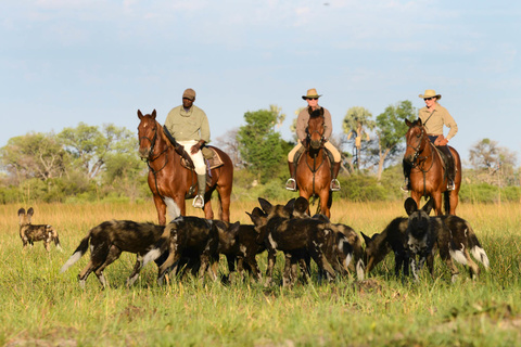 Delta de l'Okavango - 5 à 6h de safari