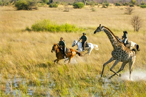 Delta de l'Okavango - 2 h de safari