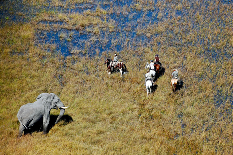 Delta de l'Okavango - 5 à 6h de safari