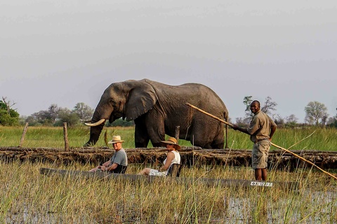 Delta de l'Okavango - 5 à 6h de safari