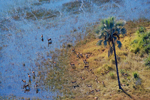 Kalahari - Delta de l'Okavango