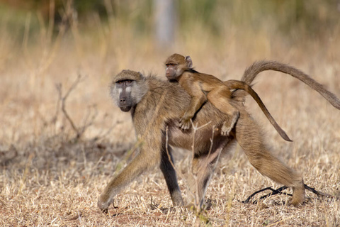 Arusha - Tarangire - Karatu