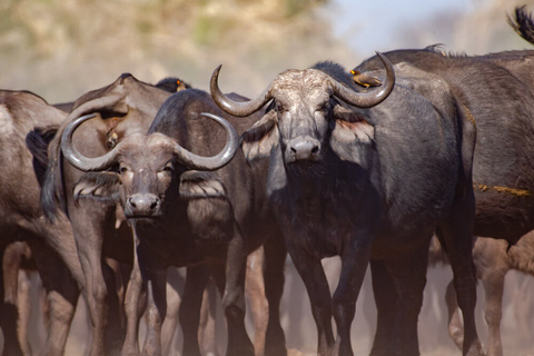 Arusha - Tarangire - Karatu