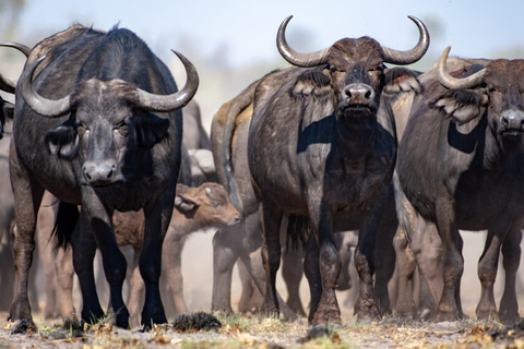 Arusha - Parc du Tarangire - Mtowembu