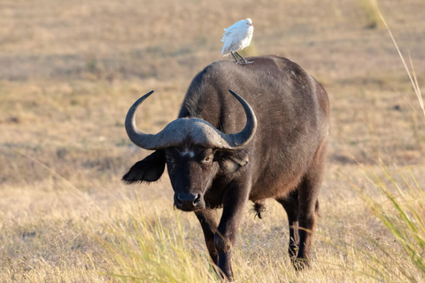 Karatu - Cratère du Ngorongoro -Serengeti