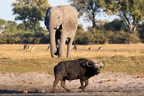 Johannesburg - Hoedspruit - Timbavati