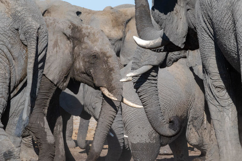 Arusha - Parc du Tarangire - Mtowembu