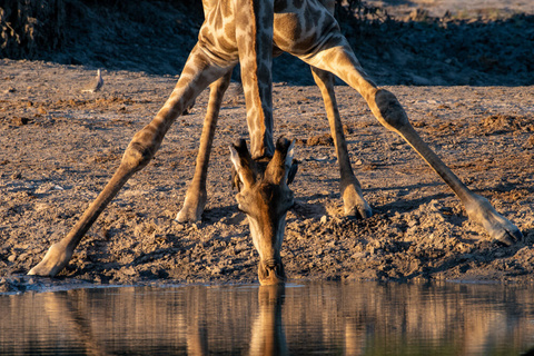 Europe - Johannesburg