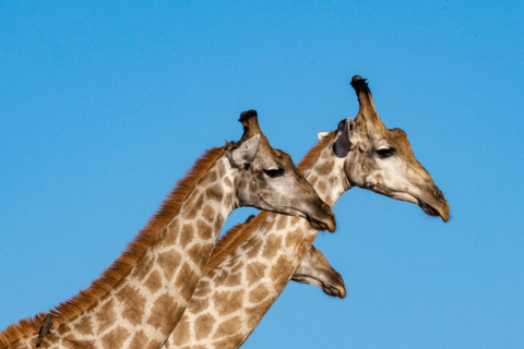 Serengeti - Lac Natron