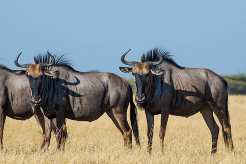 Arusha - Parc du Tarangire