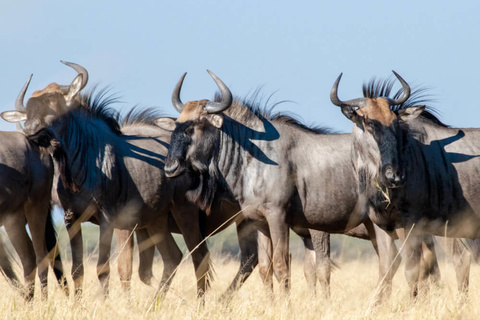 Sabi Sands