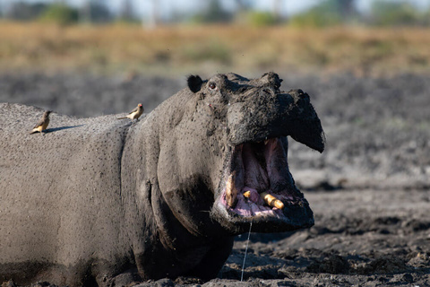 Mtowembu - N'Gorongoro