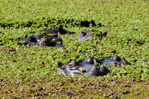 Nakuru - Naivasha