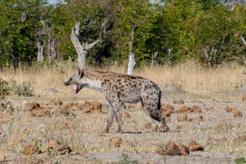 Serengeti (Région de Ndutu, Seronera ou nord)