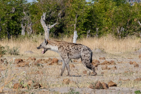 Sabi Sands