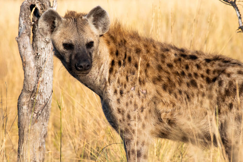 Serengeti, région de Lobo