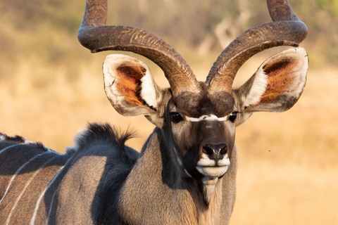 Sabi Sands