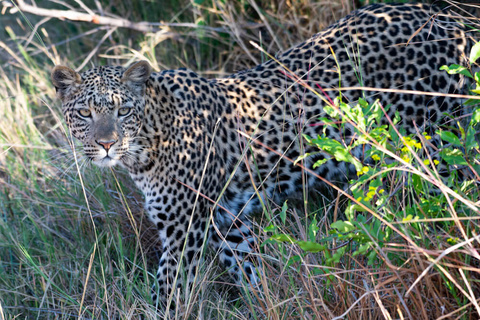 Karatu - N'Gorongoro - Karatu