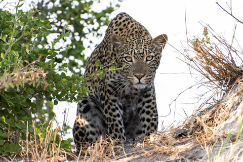 Serengeti - Ngorongoro - Karatu