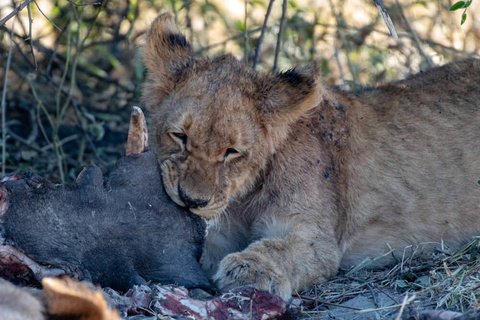 Kalahari - Okavango